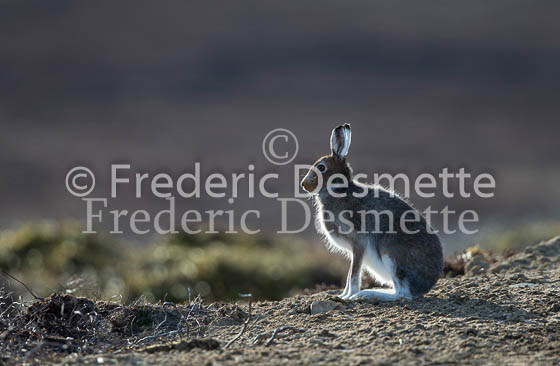 Mountain hare 35 (Lepus timidus)