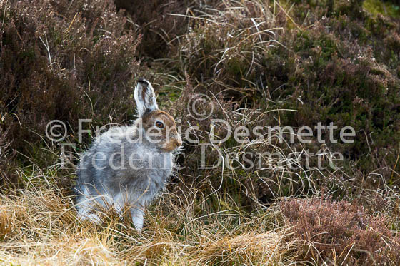 Mountain hare 23 (Lepus timidus)