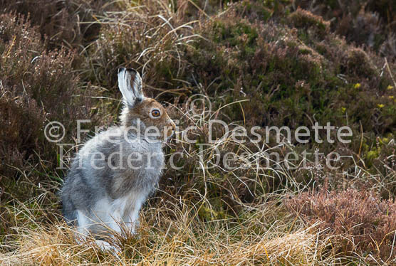 Mountain hare 22 (Lepus timidus)