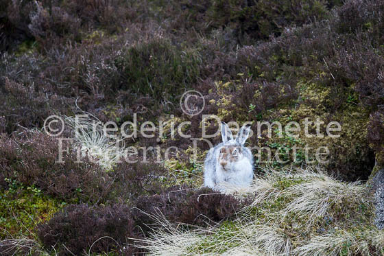 Mountain hare 19 (Lepus timidus)