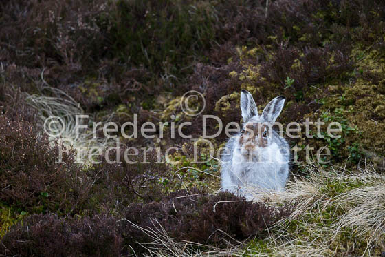 Mountain hare 17 (Lepus timidus)