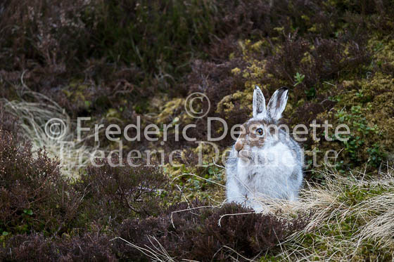 Mountain hare 16 (Lepus timidus)