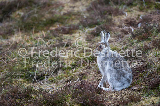 Mountain hare 11 (Lepus timidus)