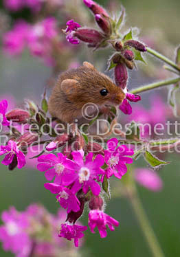 Harvest mouse 240 (Micromys minutus)