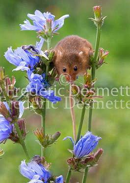 Harvest mouse 258 (Micromys minutus)