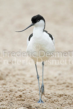 Avocet 13 (Recurvirostra avosetta)