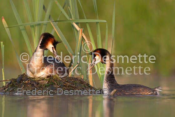 Great crested Grebe 58 (Podiceps cristatus)