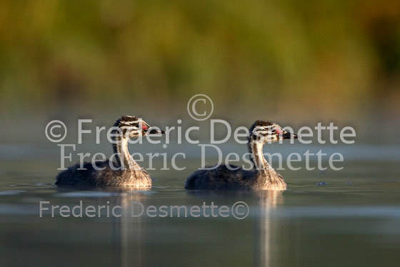 Great crested Grebe 70 (Podiceps cristatus)