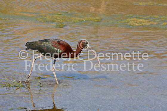 Glossy ibis 4 (Plegadis falcinellus)