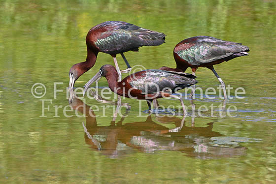 Glossy ibis 9 (Plegadis falcinellus)