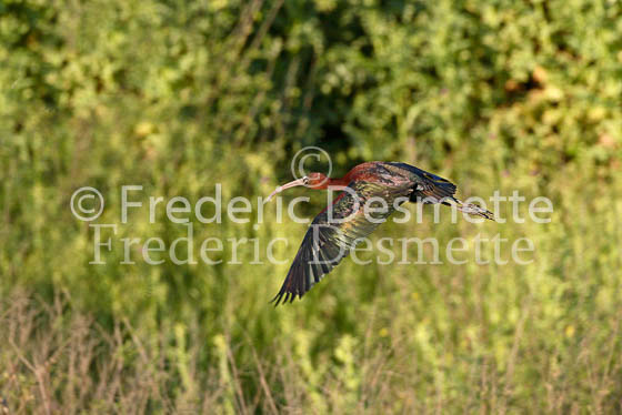 Glossy ibis 3 (Plegadis falcinellus)