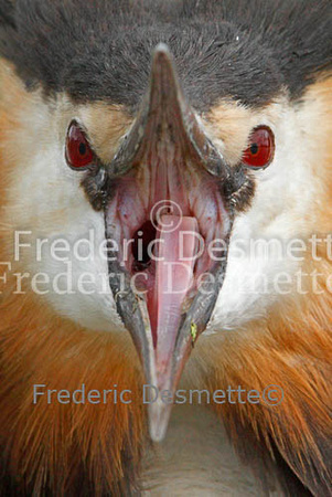 Great crested Grebe 1 (Podiceps cristatus)