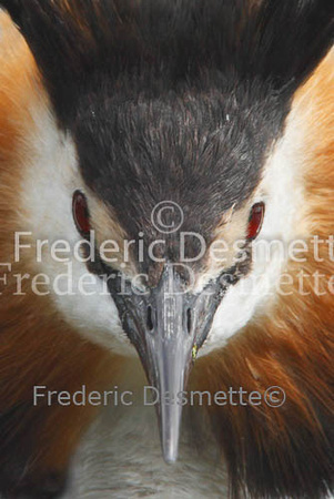 Great crested Grebe 2 (Podiceps cristatus)