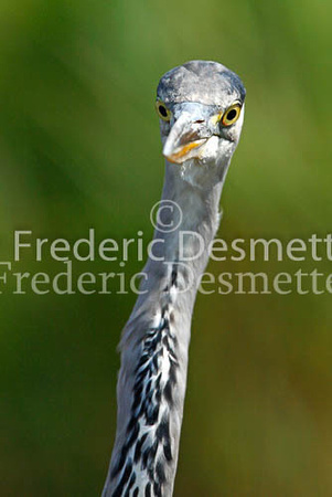 Grey heron 27 (Ardea cinerea)