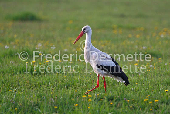 White stork 41 (Ciconia ciconia)