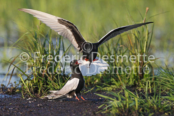 White-winged black tern 43 (Chlidonia leucopterus)