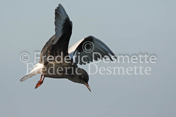 White-winged black tern 25 (Chlidonia leucopterus)