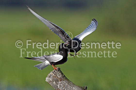 White-winged black tern 48 (Chlidonia leucopterus)