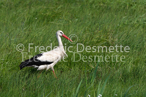 White stork 11 (Ciconia ciconia)