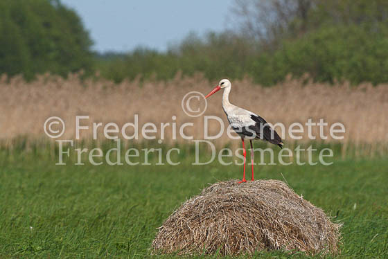White stork 5 (Ciconia ciconia)