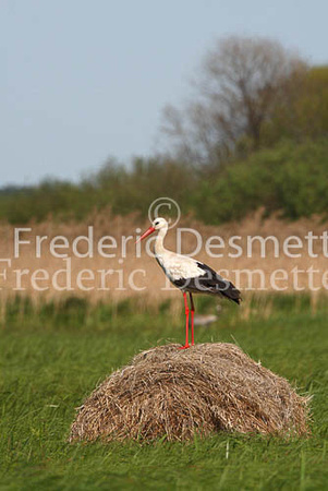 White stork 12 (Ciconia ciconia)