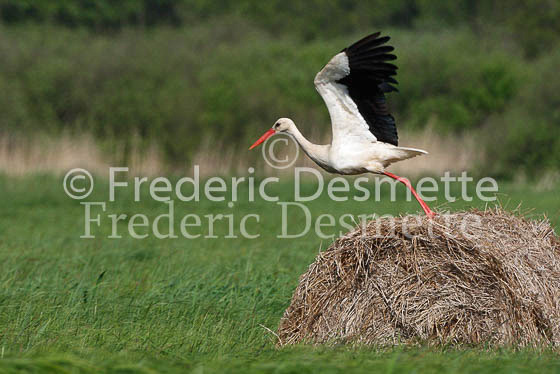 White stork 13 (Ciconia ciconia)