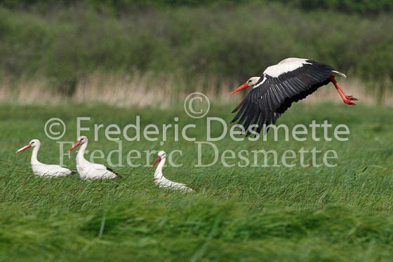 White stork 14 (Ciconia ciconia)