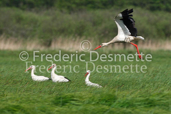 White stork 15 (Ciconia ciconia)