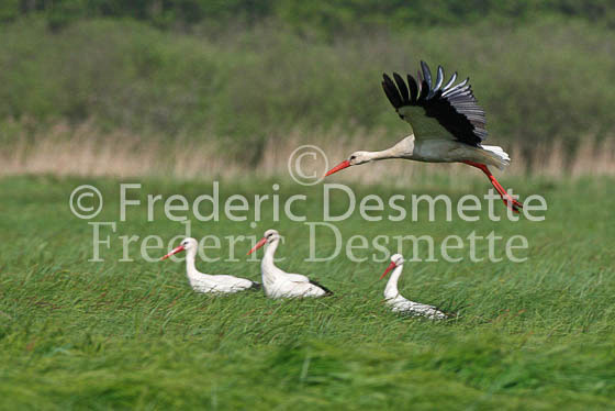 White stork 16 (Ciconia ciconia)