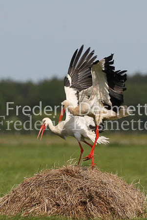 White stork 33 (Ciconia ciconia)