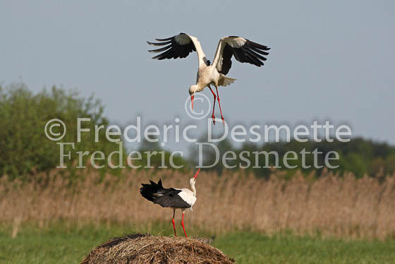White stork 34 (Ciconia ciconia)