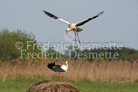White stork 35 (Ciconia ciconia)