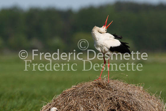 White stork 24 (Ciconia ciconia)