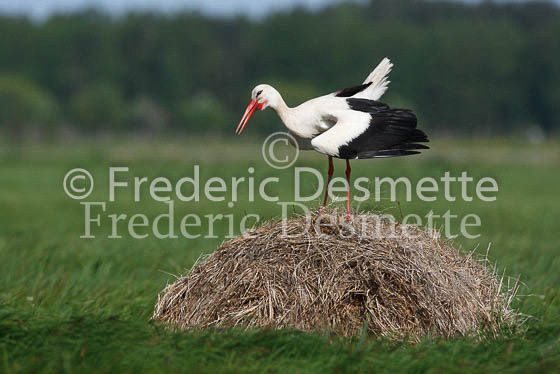 White stork 25 (Ciconia ciconia)