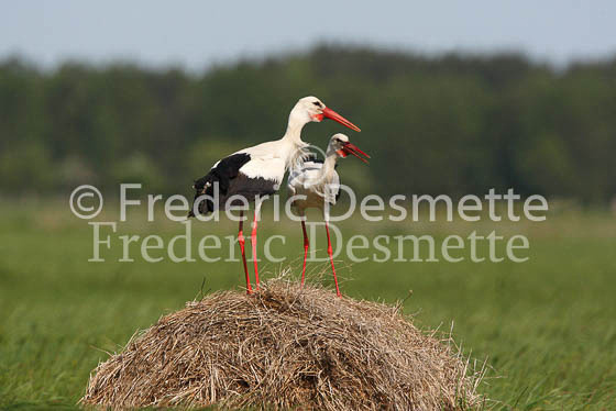 White stork 26 (Ciconia ciconia)