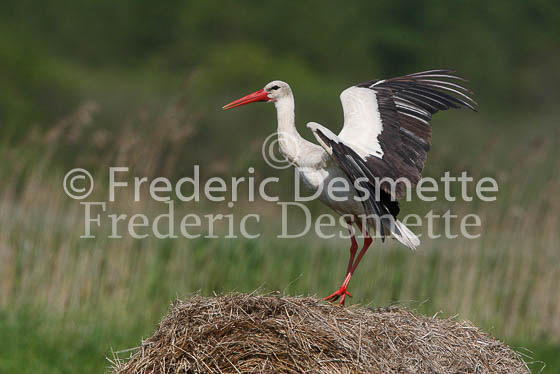 White stork 8 (Ciconia ciconia)