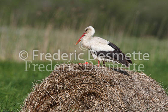 White stork 9 (Ciconia ciconia)