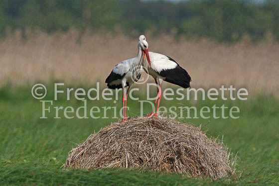 White stork 4 (Ciconia ciconia)