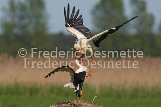 White stork 2 (Ciconia ciconia)