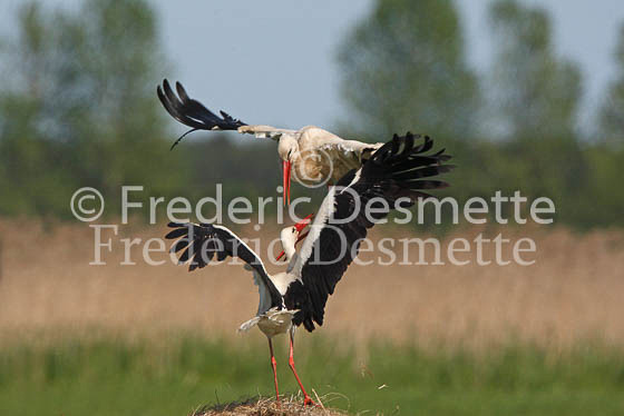 White stork 31 (Ciconia ciconia)