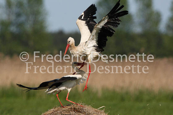 White stork 32 (Ciconia ciconia)