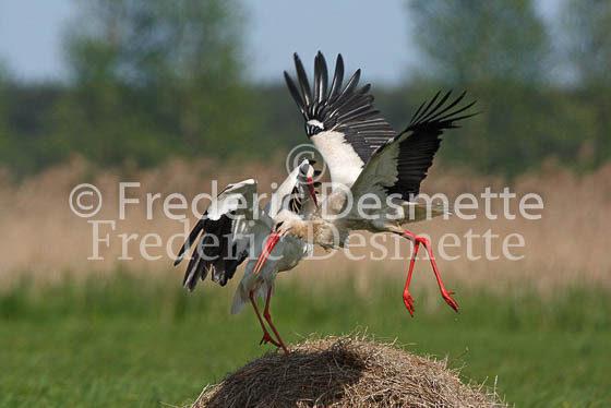 White stork 30 (Ciconia ciconia)