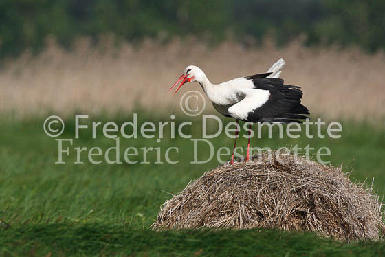 White stork 27 (Ciconia ciconia)
