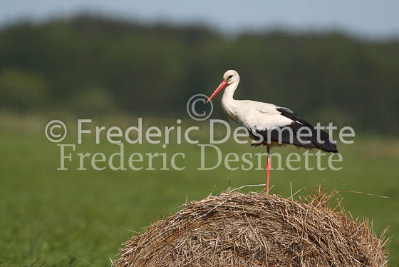 White stork 10 (Ciconia ciconia)