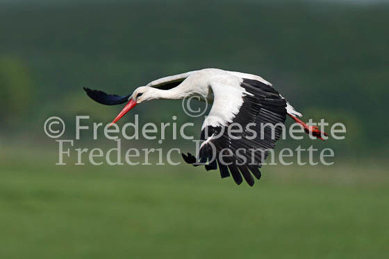 White stork 36 (Ciconia ciconia)