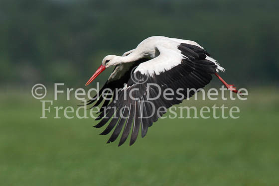 White stork 38 (Ciconia ciconia)