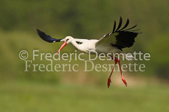 White stork 37 (Ciconia ciconia)