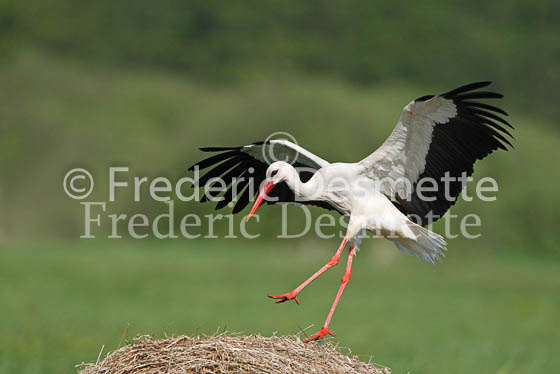 White stork 3 (Ciconia ciconia)