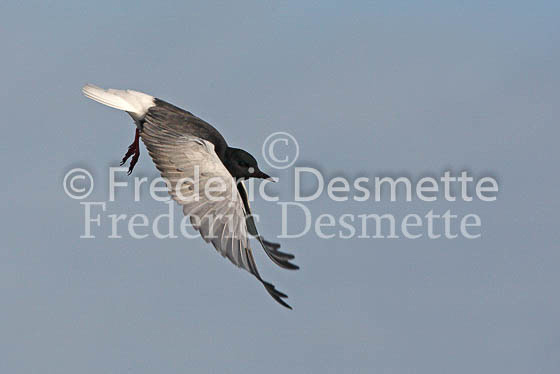 White-winged black tern 29 (Chlidonia leucopterus)