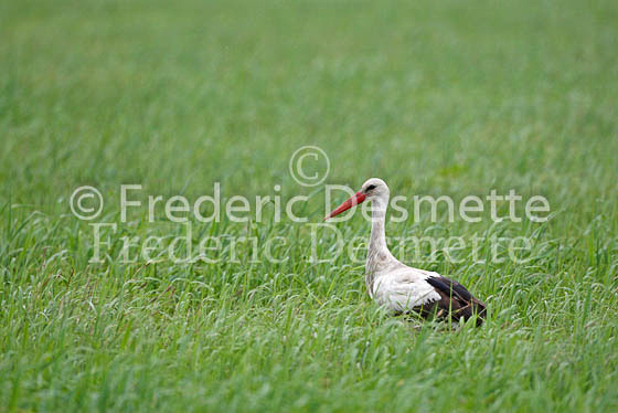 White stork 6 (Ciconia ciconia)